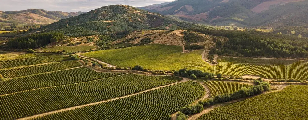 Viñedos del Valle del Maule cerca de Molina